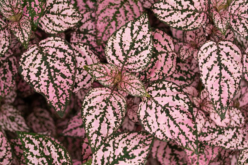 Hypoestes - Tropische Blumen - Azoren von Claudia Esveldt