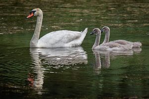Cygne tuberculé avec jeunes