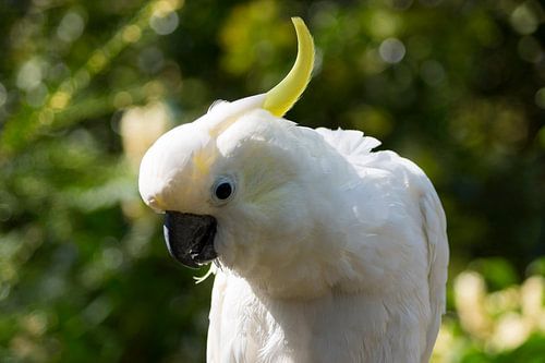 Close-up van een geelkuifkaketoe