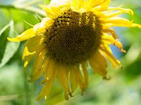 Sunny days 2