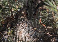 The Long-eared Owl