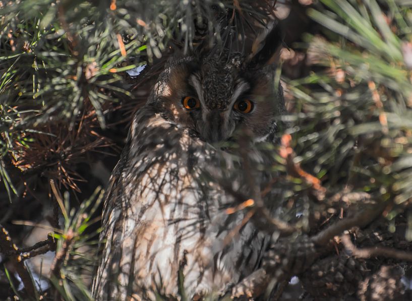 Le hibou des marais par Stephan Scheffer