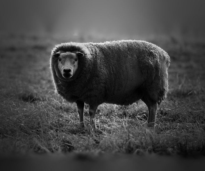 Sheep black and white by Kim van Beveren