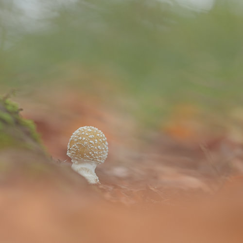Rêve doré - champignon macro « Panteramanite »