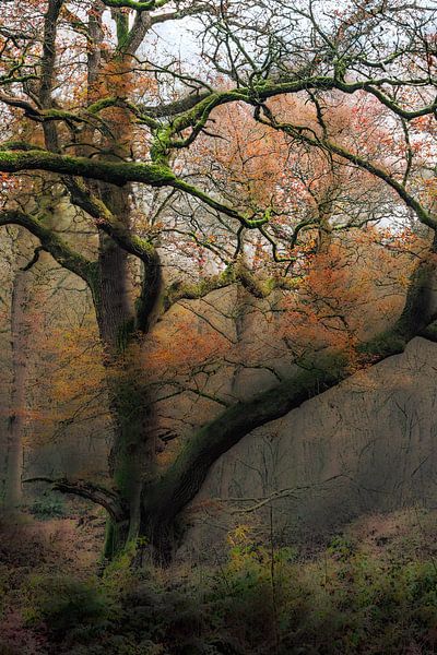 Wolfhezerheide Teil 155 von Tania Perneel