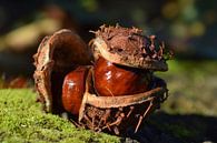 Herfst, kastanje von Mark Rademaker Miniaturansicht