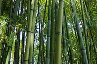 Bambus par Gabi Siebenhühner Aperçu