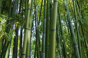 Bambus van Gabi Siebenhühner