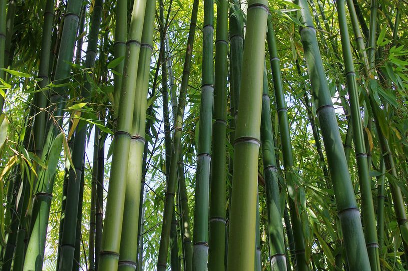 Bambus par Gabi Siebenhühner