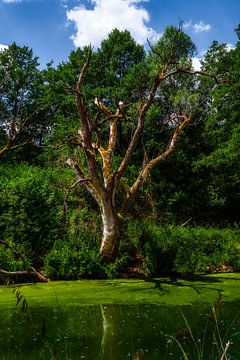 Dead tree at the edge of a brackish pond by ManfredFotos