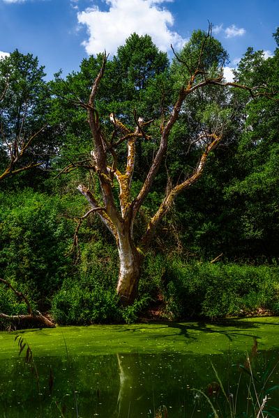 Arbre mort au bord d'une mare d'eau saumâtre par ManfredFotos