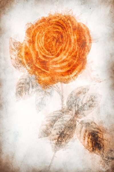 Rose by Dagmar Marina