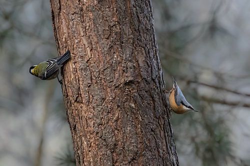 Mésange charbonnière et sittelle et un arbre