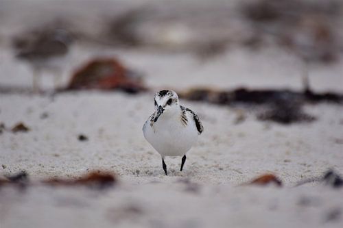 Ringed plover on the beach