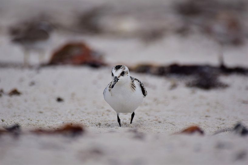 Sandregenpfeifer am Strand von Marie Janssen