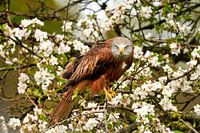 Een Rode Wouw kijkt recht in de camera, de roofvogel zit in een boom vol met wit en gele bloesem.