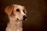 gouden retriever