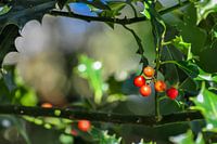 Holly / Common Holly
