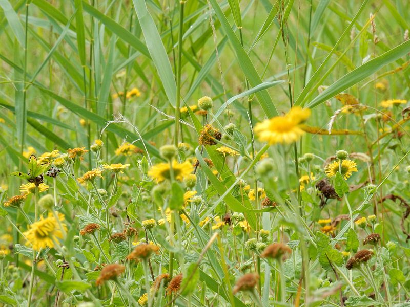 Flowers by Michel Zwart