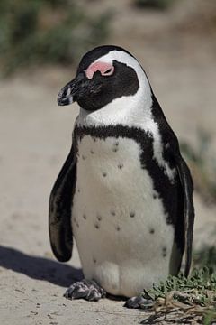 Pingouin Jackass (Spheniscus demersus) sur Dirk Rüter