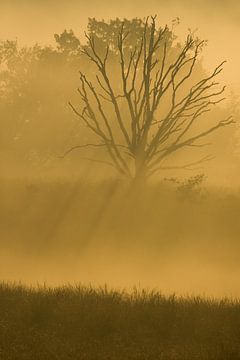 Sonnenaufgang Elsberg von Danny Slijfer Natuurfotografie