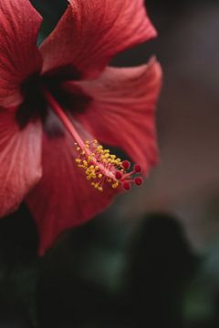 Rode bloem detail van Anke Kaal