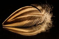 Light as a feather