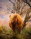 Highland Cattle by Ton Drijfhamer thumbnail