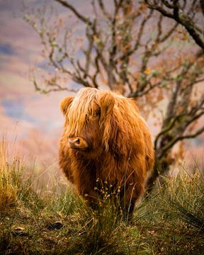 Highland Cattle by Ton Drijfhamer