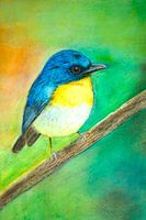 Blauwe vliegenvanger vogel op tak