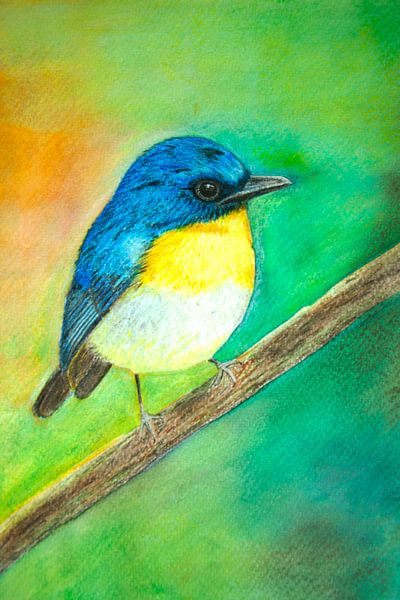 Blauer Fliegenschnäpper von Gabriela Brakenhoff