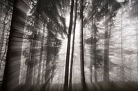 misty morning