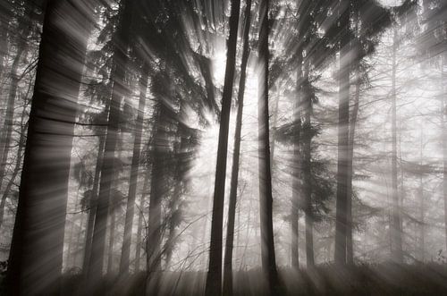 misty morning
