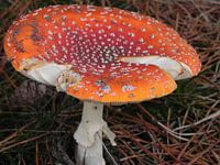 Herfst foto. Bos paddestoel. Rood met witte stippen.
