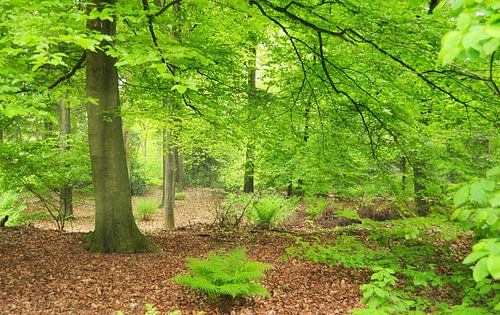 Beech trees in the forest