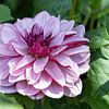 Dahlia, Dahlia van Alexander Ludwig
