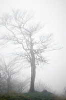 Tree in the fog
