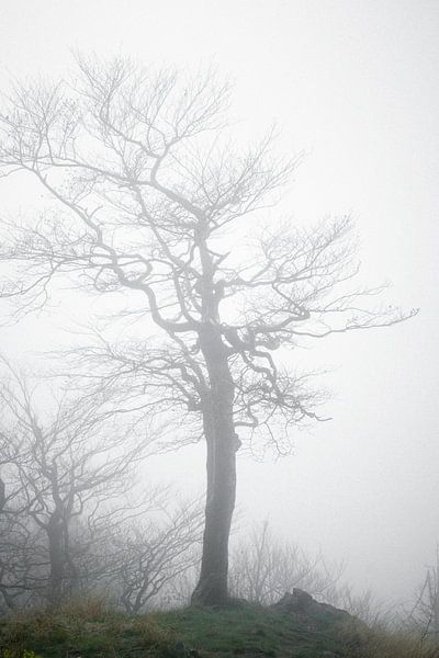 Tree in the fog by Holger Spieker