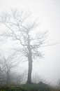 Tree in the fog by Holger Spieker thumbnail