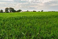 Wiese in Flandern