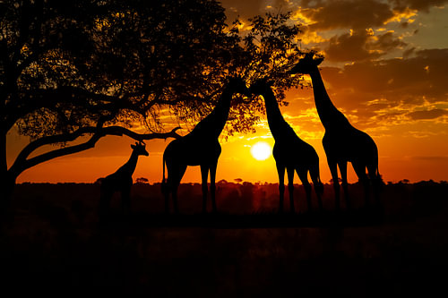Sonnenuntergang in Afrika's Paul-Kruger-Park mit Giraffen von Gert Hilbink