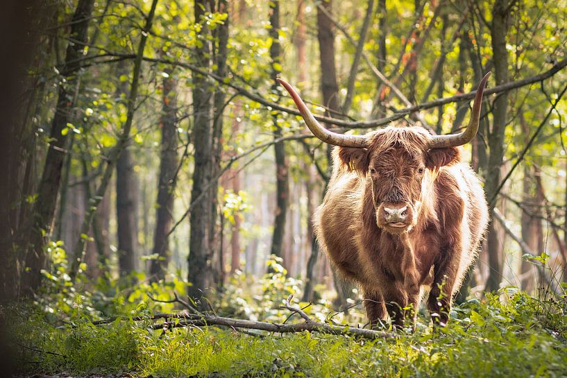 Schotse Hooglander van Meike Huibers