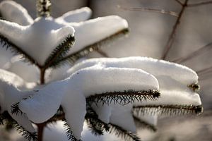 naaldboom met een laagje sneeuw, natuur in de winter van Karijn | Fine art Natuur en Reis Fotografie