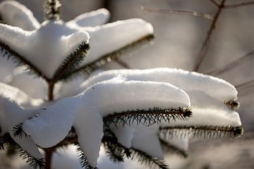 Nadelbaum mit einer Schneedecke, Natur im Winter
