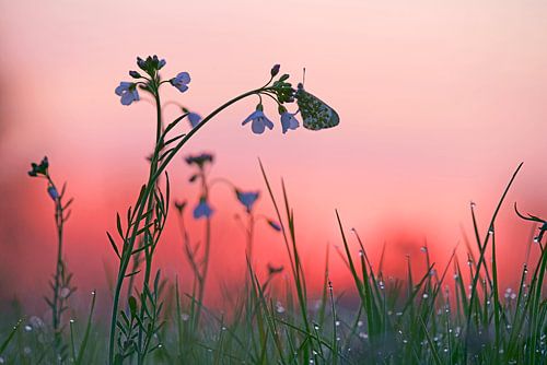 Oranjetipje op pinksterbloem voor zonsopkomst van Silvia Reiche