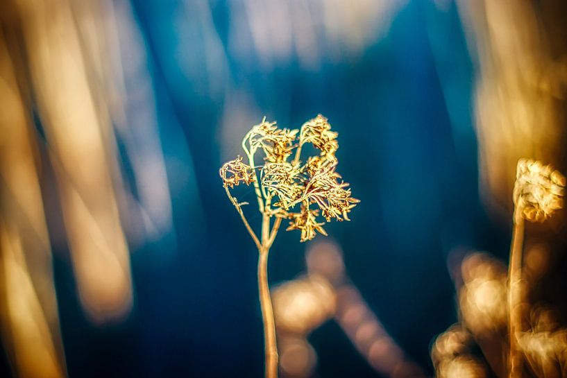 Flora in Zwolle by Liberty Biesma