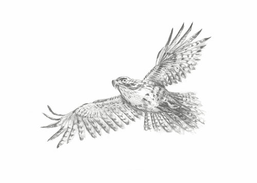 Pencil drawing of an eagle with outstretched wings