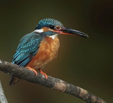 Eisvogel mit Fisch von Marjolein van Middelkoop