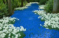 Ein Fluss aus Blumen im Keukenhof