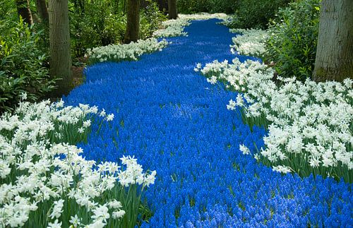 Een rivier van bloemen in de Keukenhof